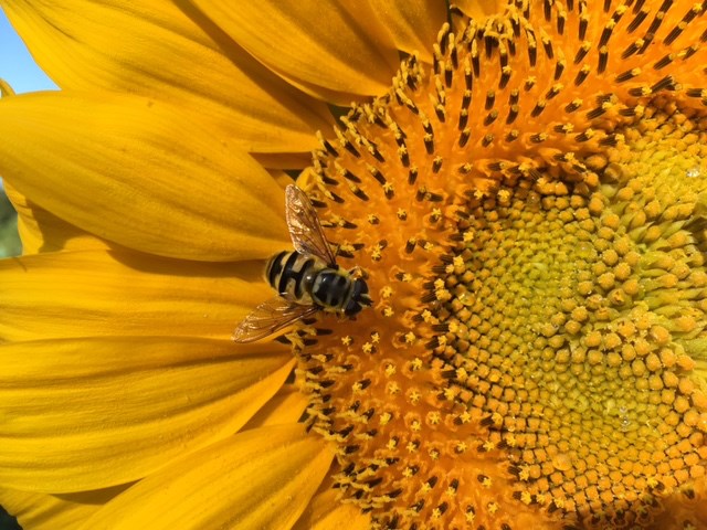 Bericht Gemeente helpt inwoners met bijenbloemenmengsel  bekijken